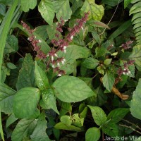 Pogostemon heyneanus Benth.